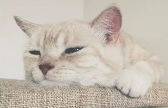 小奶猫犯困，粉嫩的小嘴招人喜欢，猫咪抗拒洗澡抓着桌腿不松手！