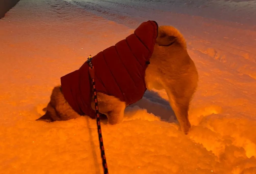 网友出门遛狗，柴柴突然把脸扎进雪里...这是什么奇葩行为？