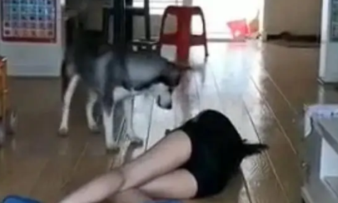 女主人假装晕倒，想要看看哈士奇是否会救援，结果却被二哈气哭
