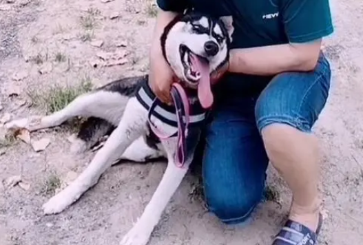 哈士奇被卖狗肉车，小伙救下后竟发现这只二哈不拆家还粘人