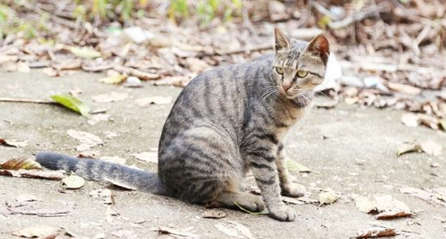 宠主搬家忘带猫主子，猫咪自己跑回家