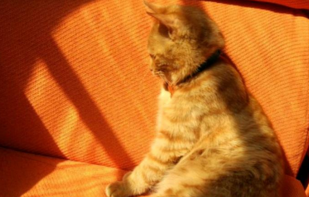 橘猫为了骗吃的，行动前先在泥里滚两圈，然后去别人家讨饭吃