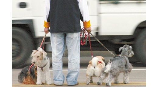 珠海市养犬条例实施半月，但不文明养犬现象还普遍存在