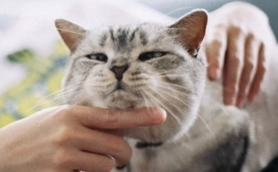 养猫消费究竟有多高？生个病花钱如流水