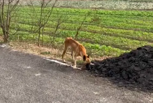 牙齿被剪瘦成排骨的马犬，流浪街头捡垃圾吃，没价值了就被遗弃？