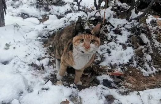 校园流浪猫被粘鼠板粘住，获救后又发现腿里有节断骨，学生们做法太暖！