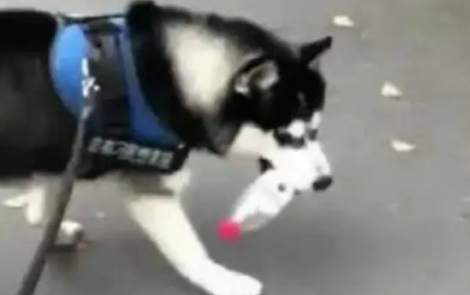 哈士奇好心捡垃圾去扔，结果好心却办成了坏事，最后二哈懵了