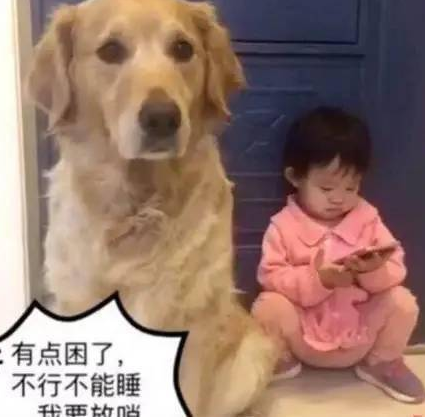 小主人偷偷摸摸玩手机让金毛把风，结果被发现后金毛这反应亮了 