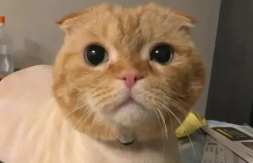 主人嫌橘猫掉毛，给橘猫剃了个光，网友一看笑喷了：这还有腹肌？