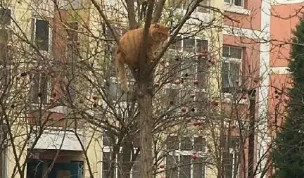 胖橘出门被群狗围攻，慌乱之下的行为笑翻众人