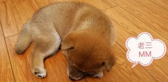 小狗在柴犬夫妻的悉心照顾下，都已经长大，太可爱了