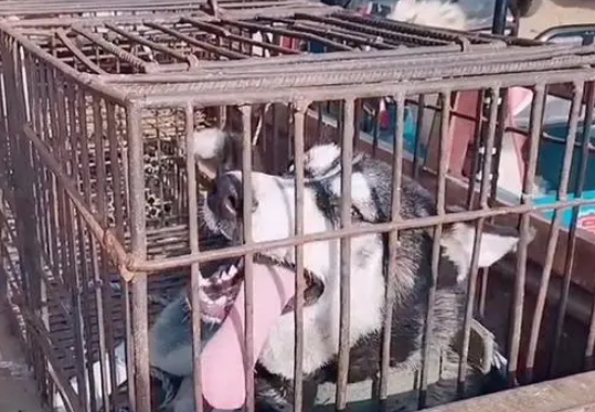 哈士奇被卖狗肉车，小伙救下后竟发现这只二哈不拆家还粘人