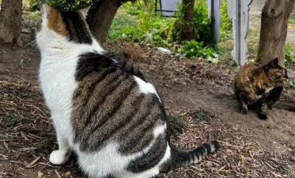 约400只猫生活在上海老港猫岛，善待流浪猫