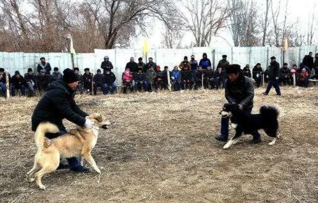 警方突袭惨无人道斗狗场，输了的狗竟当场烤了吃……