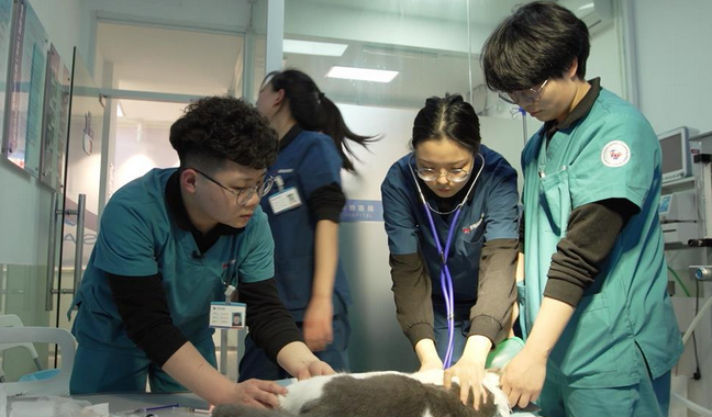 被称为“宠物版《人间世》”，《宠物医院》里发生的这些真实故事打动你了吗？