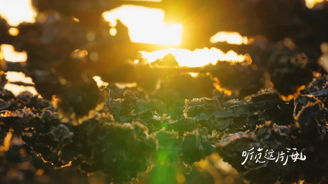 编导手记 | 永无休止的波浪，纪念“海洋诗人”蔡其矫