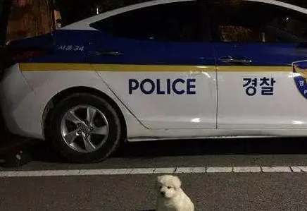 好心捡小狗回警队，18个月后却长到这么大，这是要吃垮我们吗？