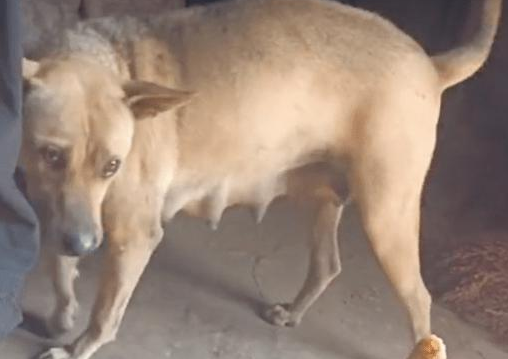 主人用筷子夹肉给田园犬它不吃，直到放在地上它才吃，好聪明呀！