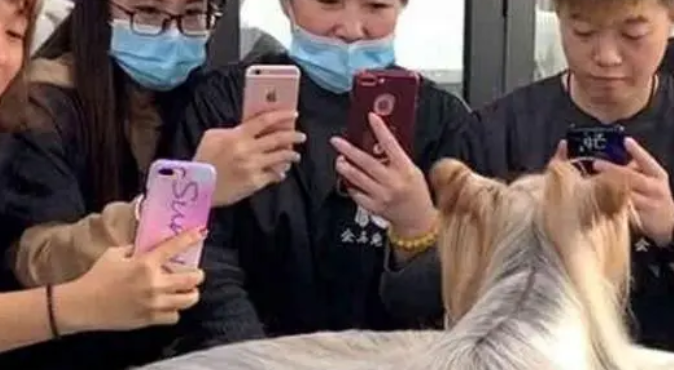 狗狗长发将近1米，一夜爆红网络