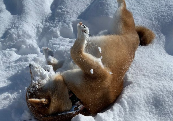 出门遛狗，柴犬突然把脸埋进雪里，网友：它一定是南方狗！