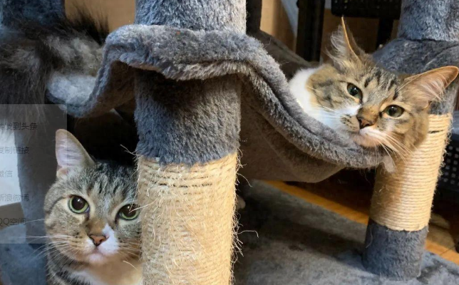 猫咪瘫在地上看电视，这慵懒的坐姿...像极了“啤酒肚大叔”！