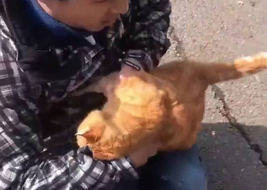 街边发现一只被黏住的橘猫，仔细一看，又好笑又揪心 