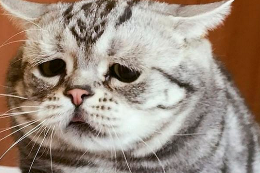 猫咪的主人去世，猫咪看到主人生前的视频之后，竟然如此难过！