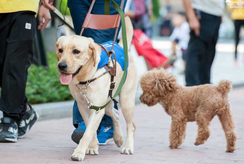  导盲犬参加毕业考，面对诱惑不为所动，我们是专业的！ 