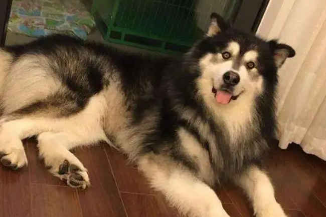 阿拉斯加犬生了一窝小狗，宠主不仅生气还打算吃掉这窝小狗！