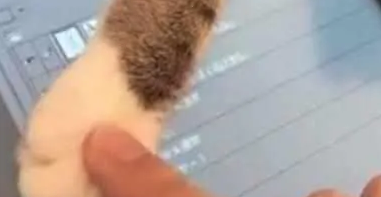 主人玩电脑忽略猫咪，猫咪生气一掌拍过去