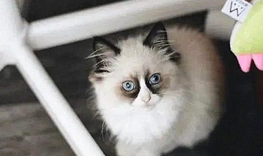 高价买了只布偶猫，回家却被老妈嫌弃：这是熬了多久的夜啊