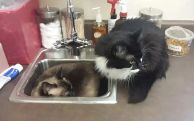 2只猫咪害怕打针，见到医生就躲水槽，争相挤进去的模样太可爱了