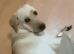 狗狗当主人的面咬鞋，主人把刀拿出来，狗狗立马逃跑！ 