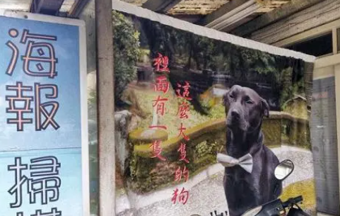 欧告当复印店招牌，飞机耳眯眼登大海报，老板笑：就想晒狗啦