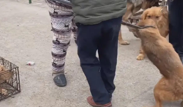 金毛犬讨好主人，希望别卖它，见同类被抓到狗肉车，直发抖
