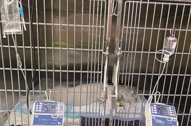 转诊后不到20小时爱犬死亡 宠物医院遭质疑操作不规范