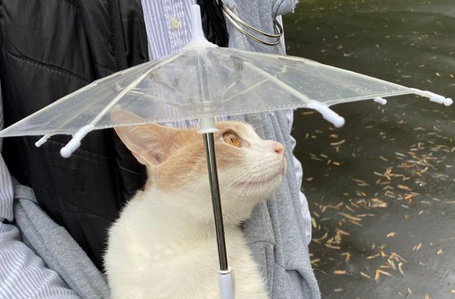 猫咪下雨天都要出门散步，主人给它准备了小雨伞，这样更可爱了