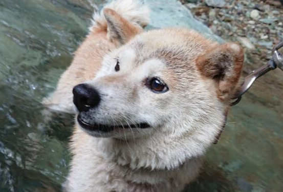 带柴犬出门散步，原地耍赖不肯回家，挣扎表情让人瞬间笑喷 