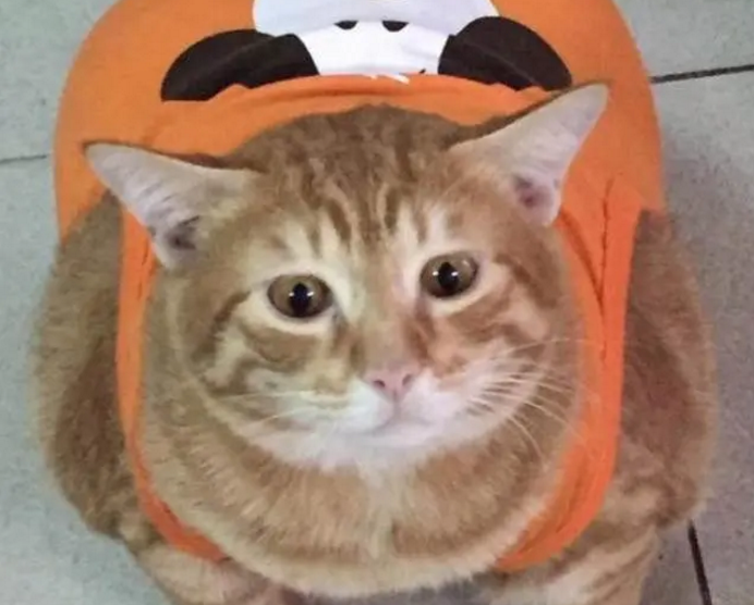 主人在网上给橘猫买了件衣服，帮它穿上之后，笑喷一大群网友 