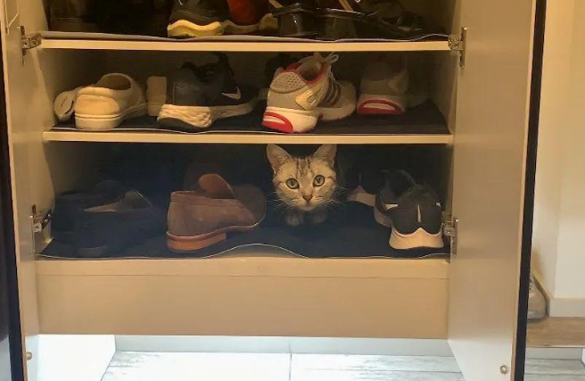 逆子猫凭空消失，铲屎官急到满头大汗，没想到它竟藏在...