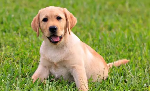 依法严惩重罚遏制烈犬伤人