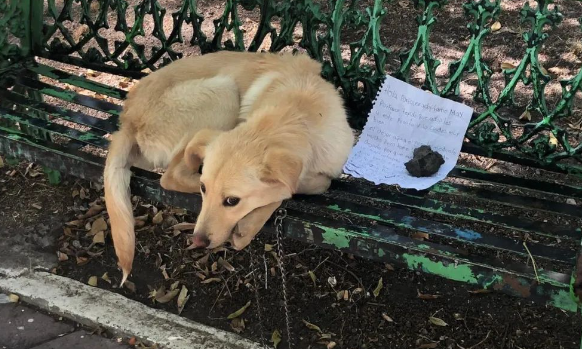 小孩将幼犬遗弃公园，看了留下的纸条后，却被称赞：真勇敢！