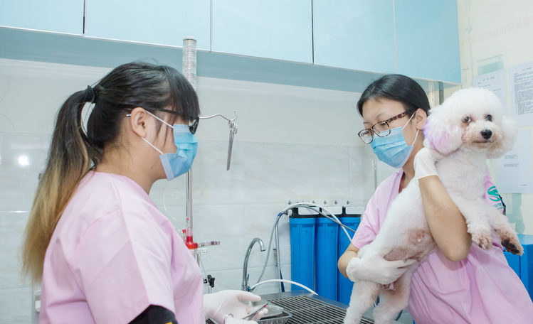 诱导消费、过度医疗……宠物医疗行业乱象几时休？