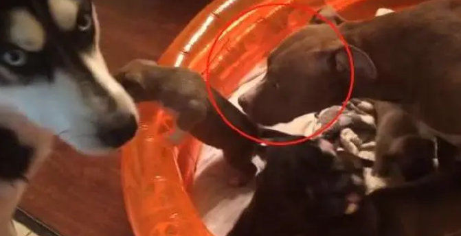 比特犬为二哈生了一窝娃，看到狗崽们的长相后。。。