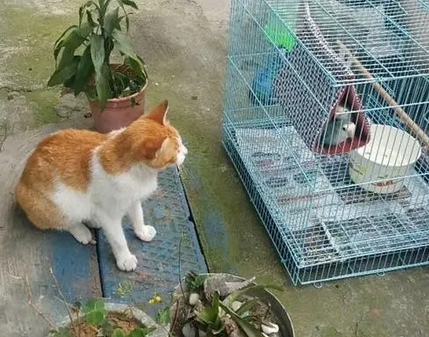 橘猫为何化妆成流浪猫跟人讨罐头吃？它是不是故意的？