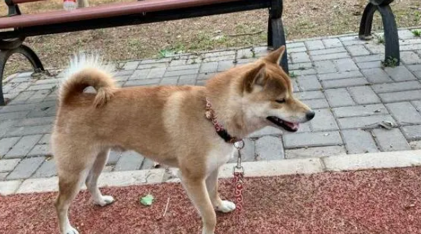 柴犬玩累了正在长椅上休息，主人非要带它走，直接拉了下来