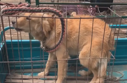 狗市中金毛犬直打哆嗦，270被送上狗肉车，狗狗全程夹着尾巴 