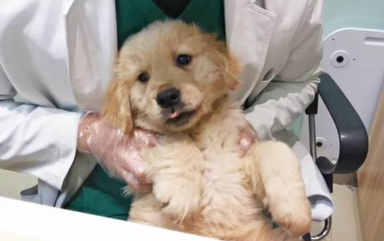 暴利还是亏损？探索我国目前的宠物医院现状