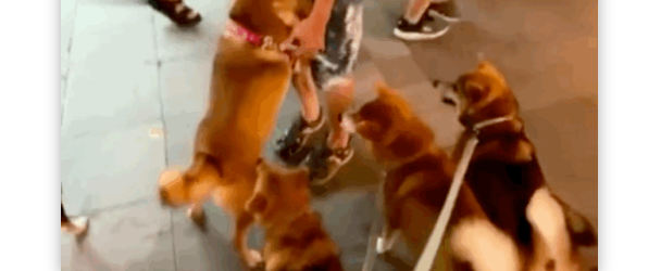 狗太多了好可怕！胆小柴犬路遇四条汪汪，竟吓到......
