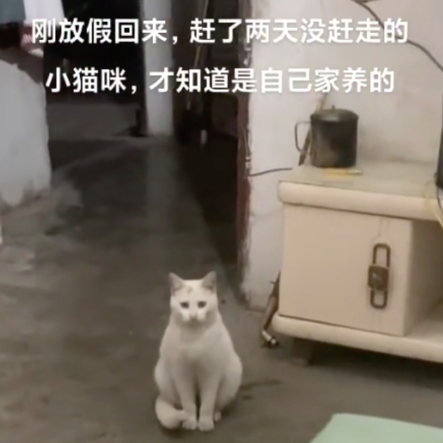 网友放假回家发现家里多了只不认识的猫，赶了两天没赶走，才知道这就是自家养的猫...